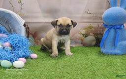Catahoula Leopard Dog dogs for sale: Goldie 2025 M2 - Image 18