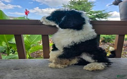Bernedoodle dogs for sale: Classy - Image 5