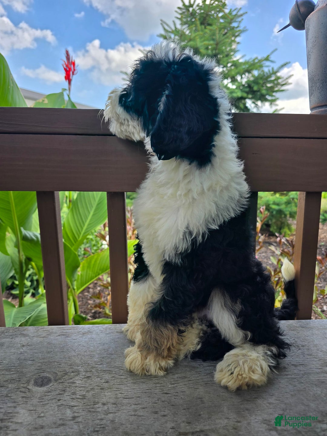 Bernedoodle dogs for sale: Classy - Image 5