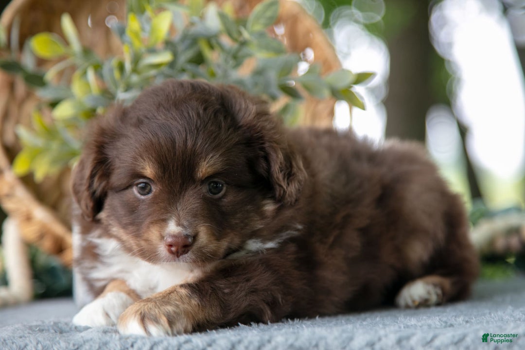 Miniature Australian Shepherd dogs for sale: Alice - Image 5