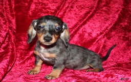 Miniature Dachshund dogs for sale: Teddy Mini - Image 1