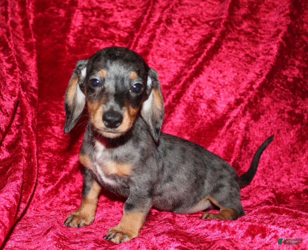 Miniature Dachshund dogs for sale: Teddy Mini - Image 1