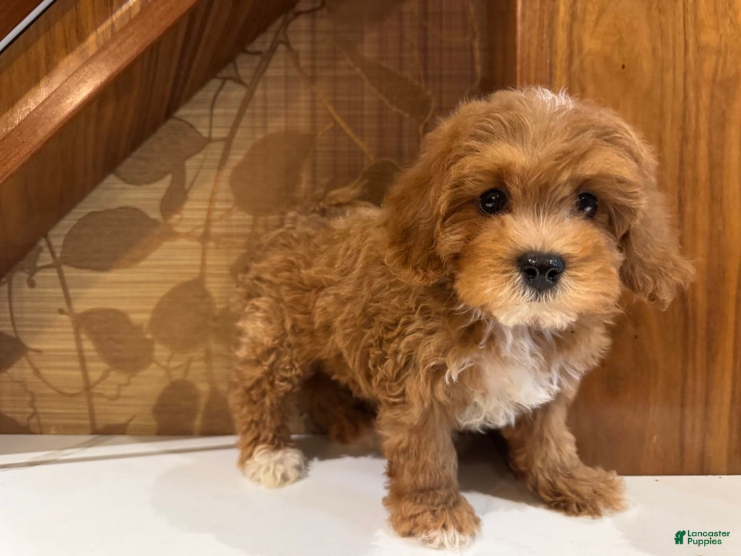 Cavapoo dogs for sale: Max - Image 1