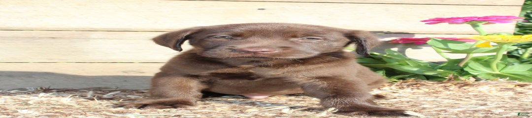 Brandon