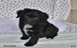 Aussiedoodle dogs for sale: Olivia - Image 1