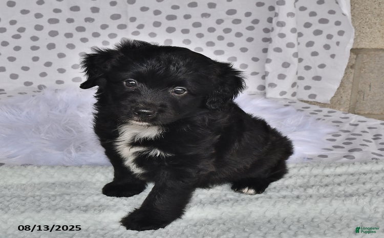 Aussiedoodle dogs for sale - Ad 5