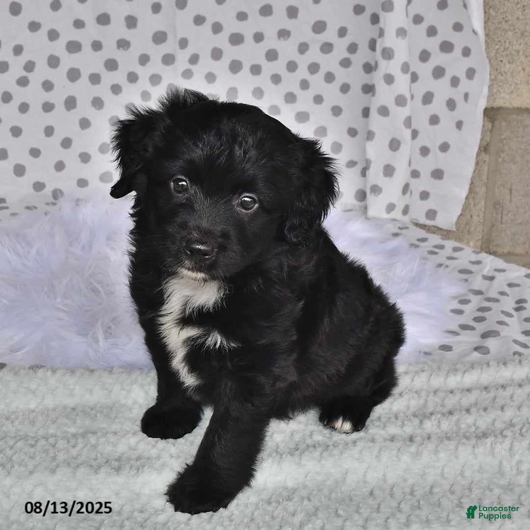 Aussiedoodle dogs for sale: Olivia - Image 1