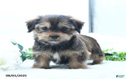 Shorkie dogs for sale: Lydell - Image 1