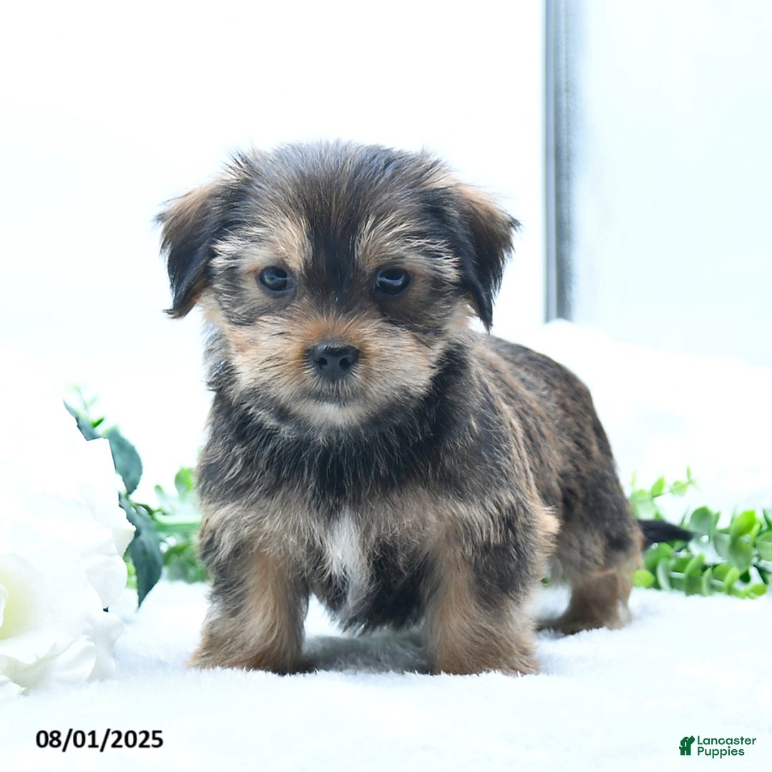 Shorkie dogs for sale: Lydell - Image 1