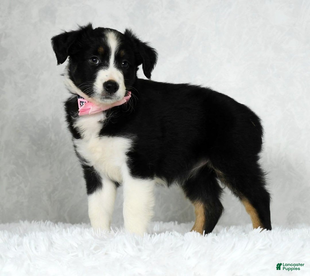 Miniature Australian Shepherd dogs for sale: Ellie - Image 3