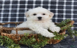Havanese dogs for sale: Chadwin - Image 7