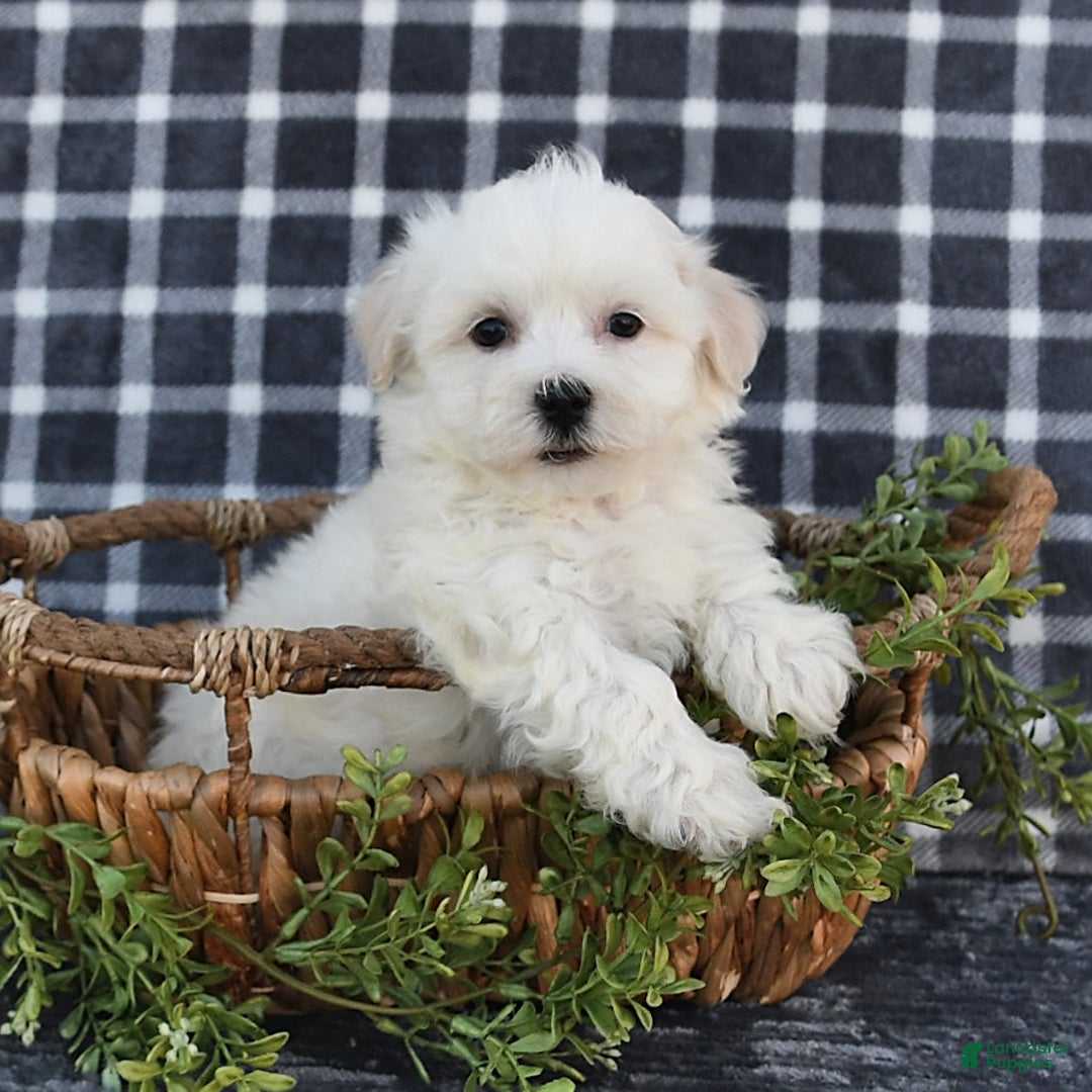 Havanese dogs for sale: Chadwin - Image 7