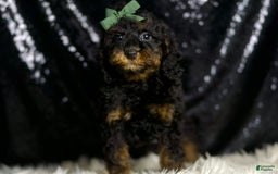 Miniature Poodle dogs for sale: Zues - Image 1