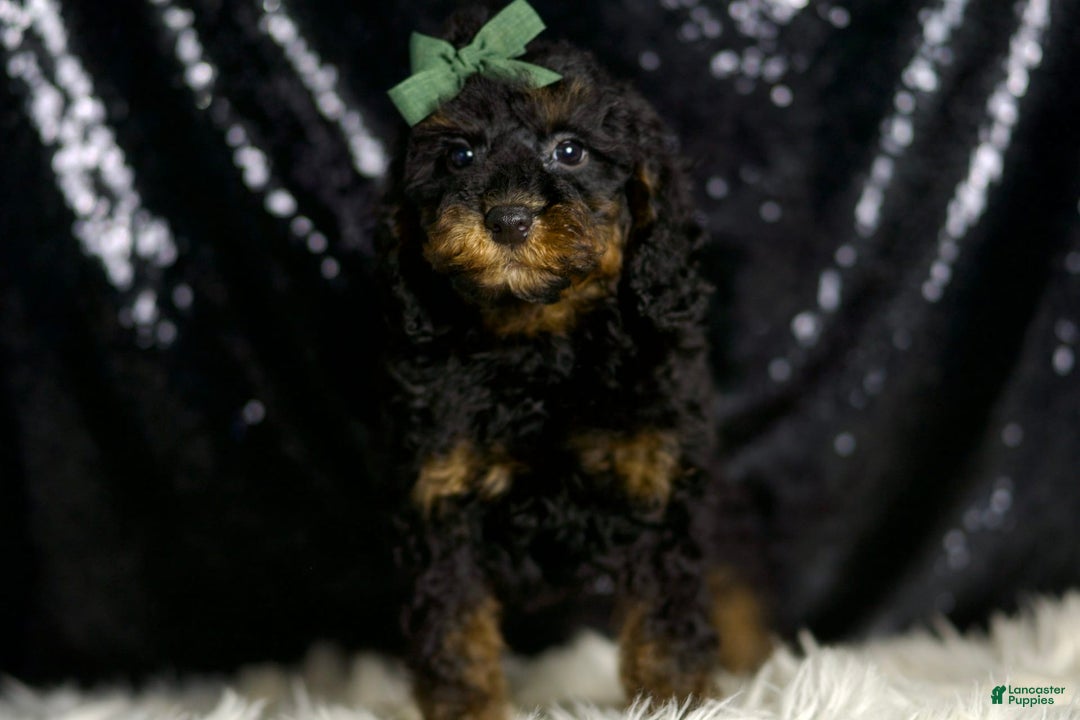 Miniature Poodle dogs for sale: Zues - Image 1