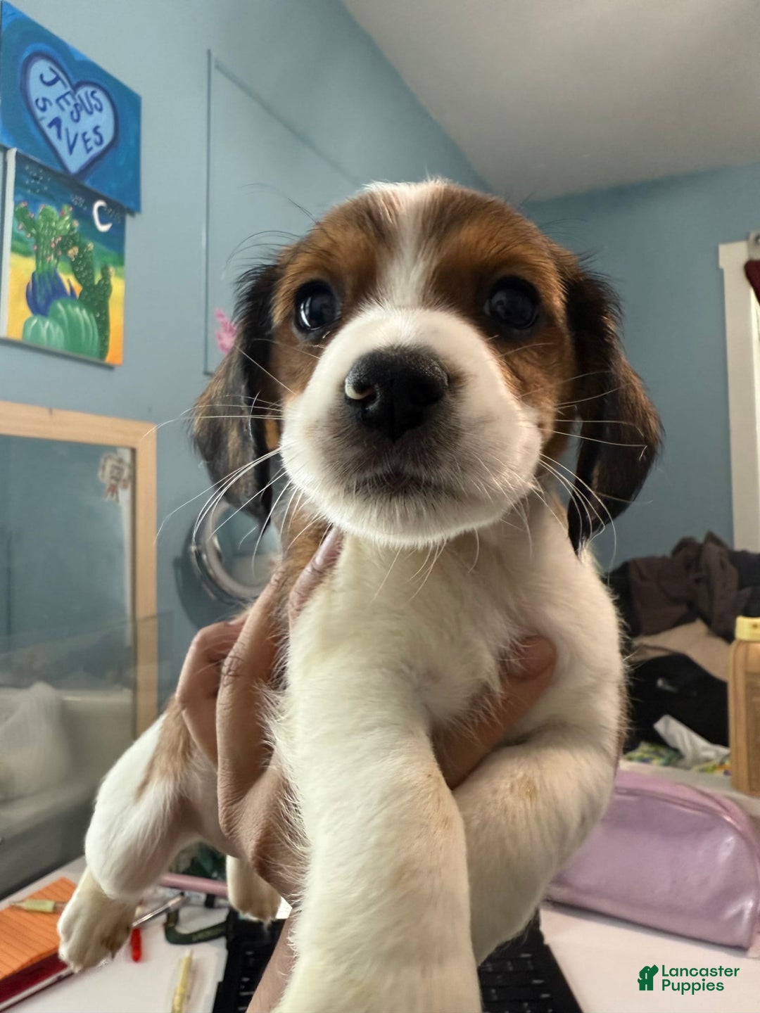 Jack Russell Terrier dogs for sale: Jack - Image 3