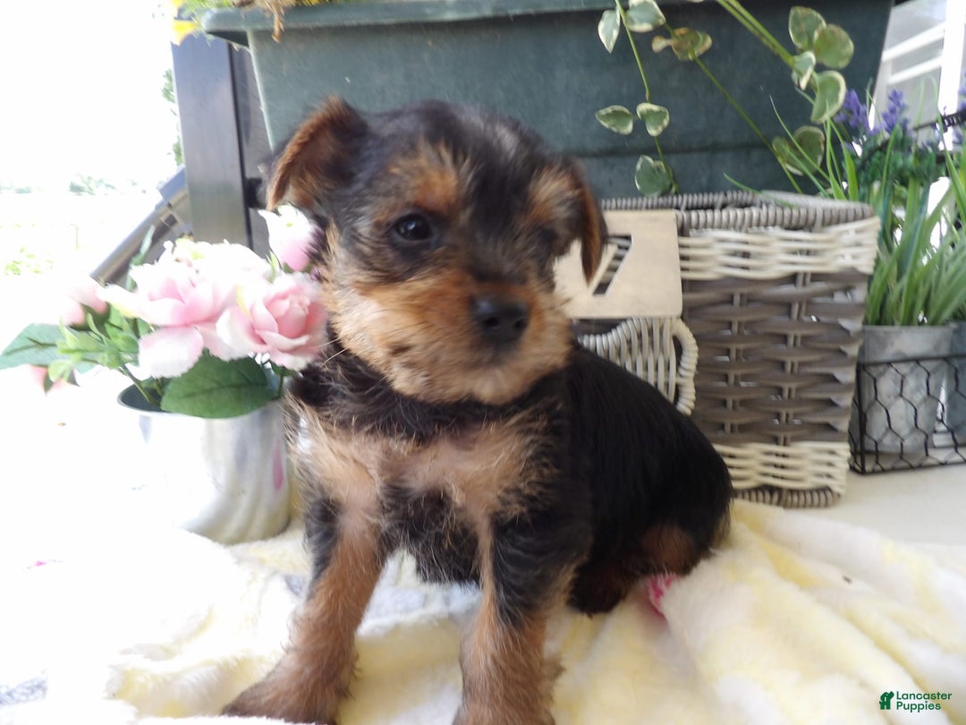 Yorkshire Terrier dogs for sale: Roland - Image 2