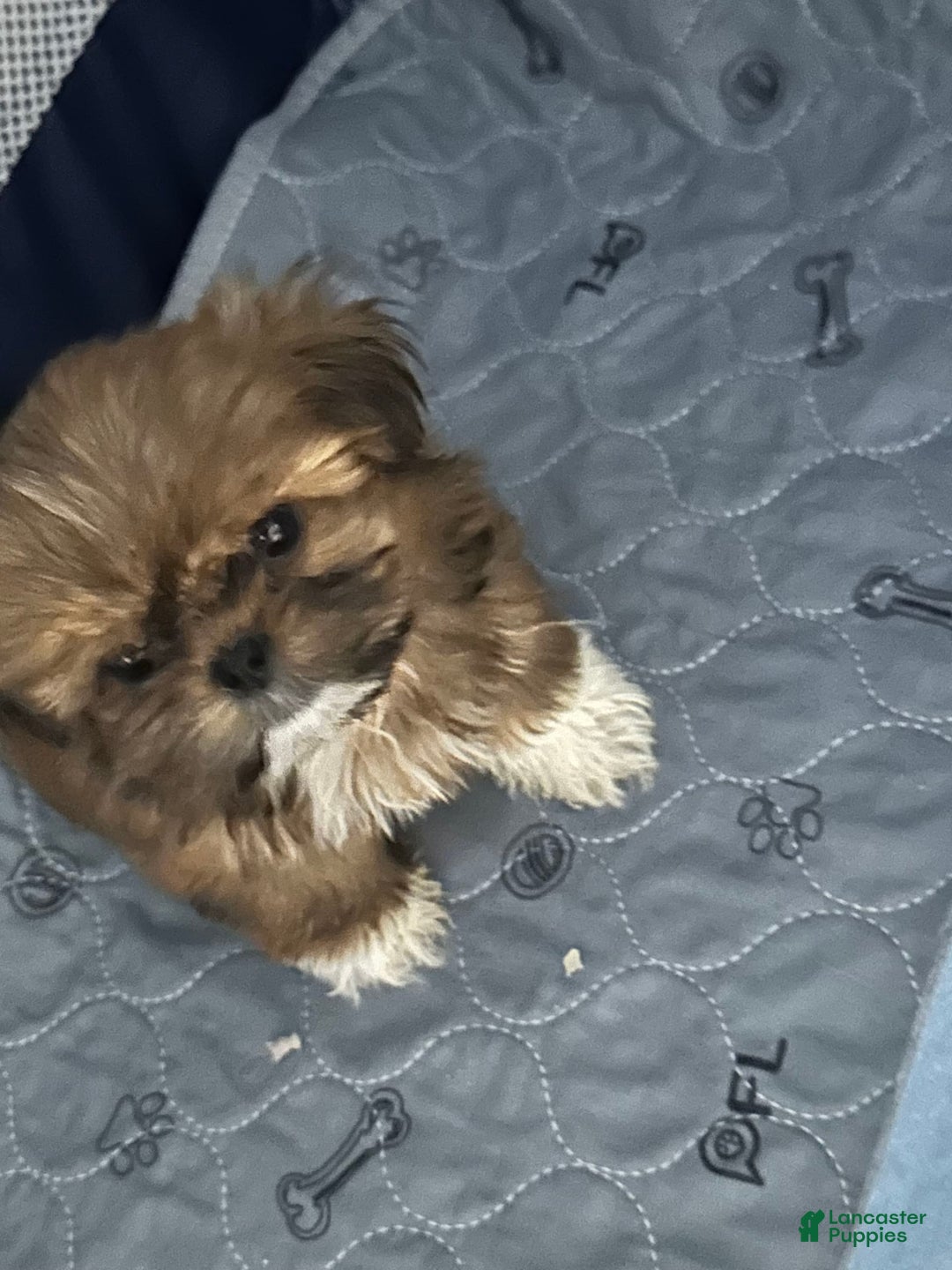 Shih Tzu dogs for sale: Not Name Yet - Image 2