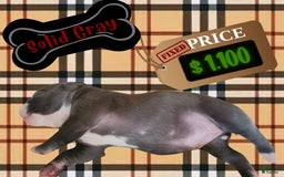 American Pit Bull Terrier dogs for sale: Solid Gray - Image 1