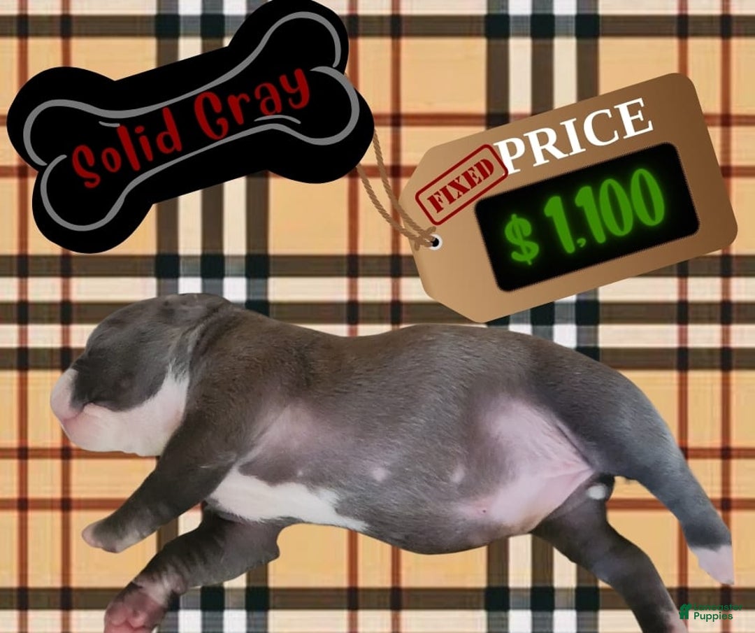 American Pit Bull Terrier dogs for sale: Solid Gray - Image 1