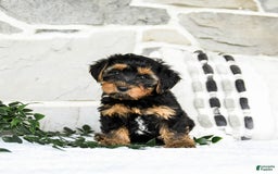 Yochon dogs for sale: Tyler - Image 1