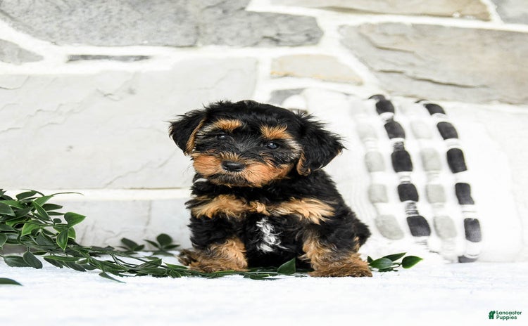 Yochon dogs for sale - Ad 1