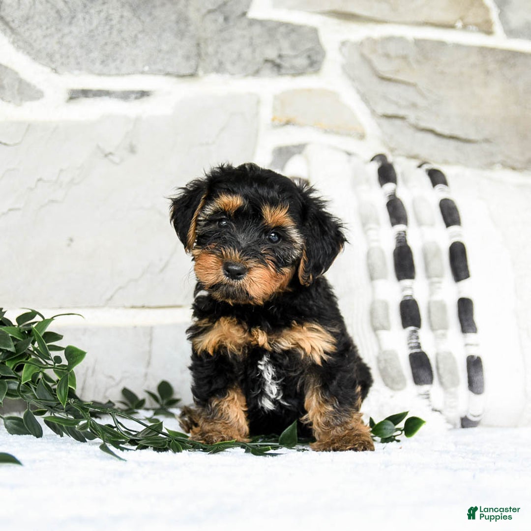 Yochon dogs for sale: Tyler - Image 1