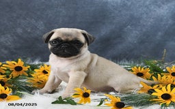 Pug dogs for sale: Theodor - Image 4
