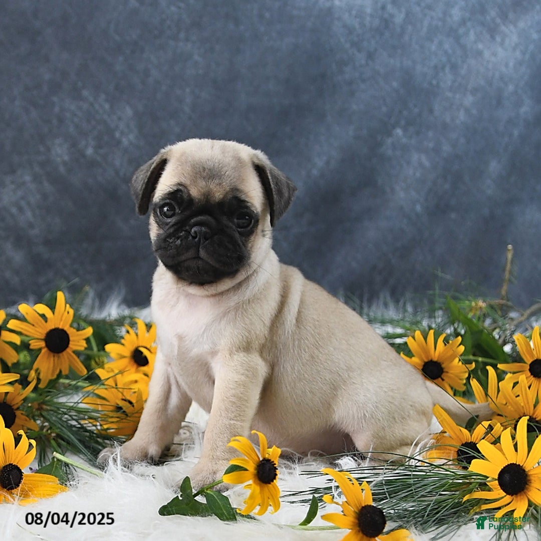 Pug dogs for sale: Theodor - Image 4