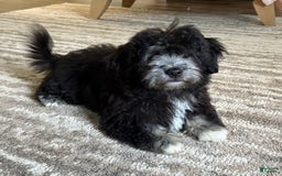 Havanese dogs for sale: Fibi - Image 2