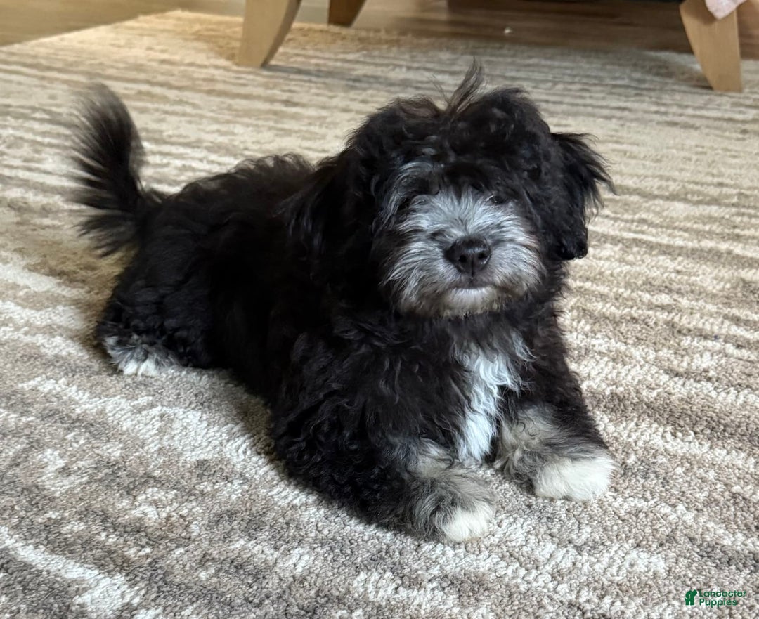 Havanese dogs for sale: Fibi - Image 2