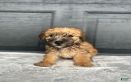 Yochon dogs for sale: Bailey - Image 3