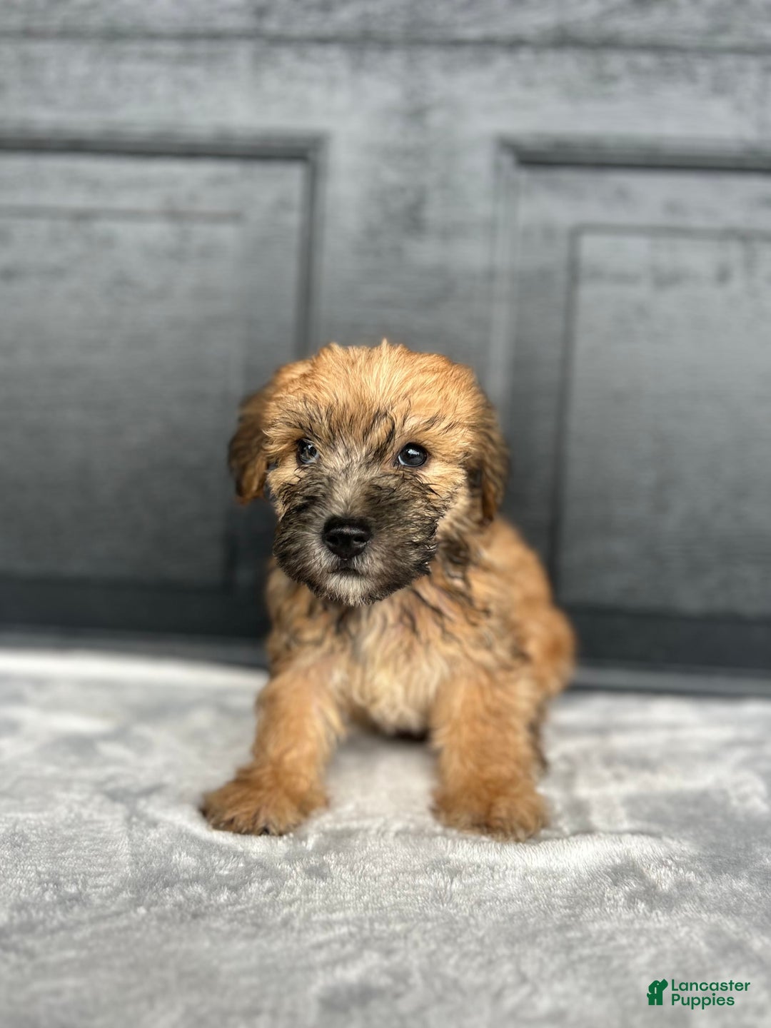 Yochon dogs for sale: Bailey - Image 3