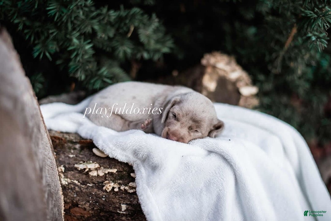 Miniature Dachshund dogs for sale: Isabella Dapple Boy - Image 1