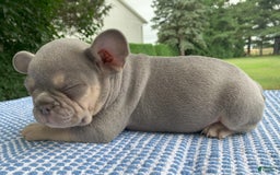 French Bulldog dogs for sale: Daisy - Image 2