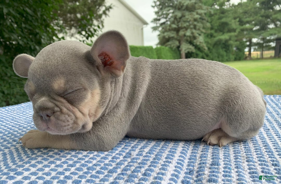 French Bulldog dogs for sale: Daisy - Image 2