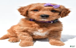 Mini Goldendoodle dogs for sale: Tulip - Image 4
