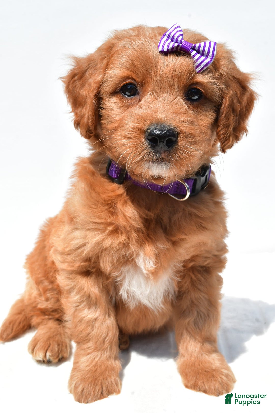 Mini Goldendoodle dogs for sale: Tulip - Image 4