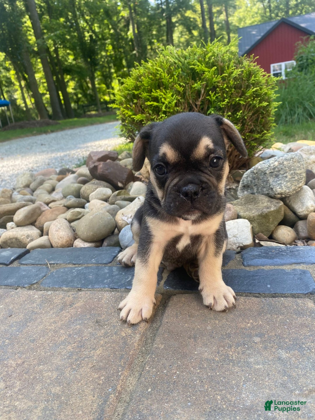 French Bulldog dogs for sale: Roscoe - Image 6