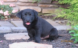 Labrador Retriever dogs for sale: Hunter - Image 20