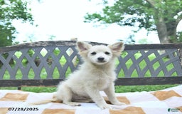 Pomeranian dogs for sale: Viking - Image 2