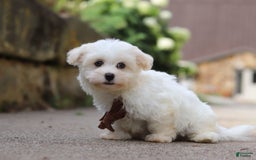 Havanese dogs for sale: Bryon - Image 2