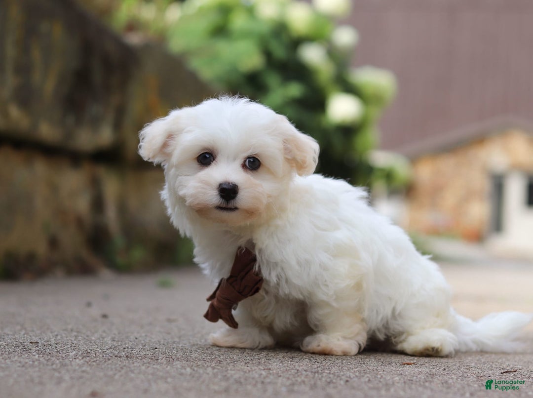 Havanese dogs for sale: Bryon - Image 2