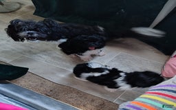 Shih Tzu dogs for sale: Shih Tzu 2 puppies - Image 3