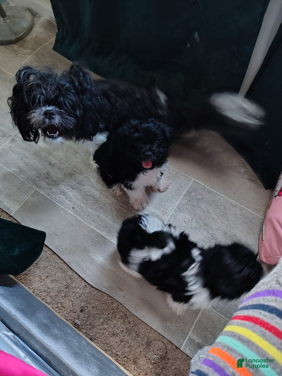 Shih Tzu dogs for sale: Shih Tzu 2 puppies - Image 3