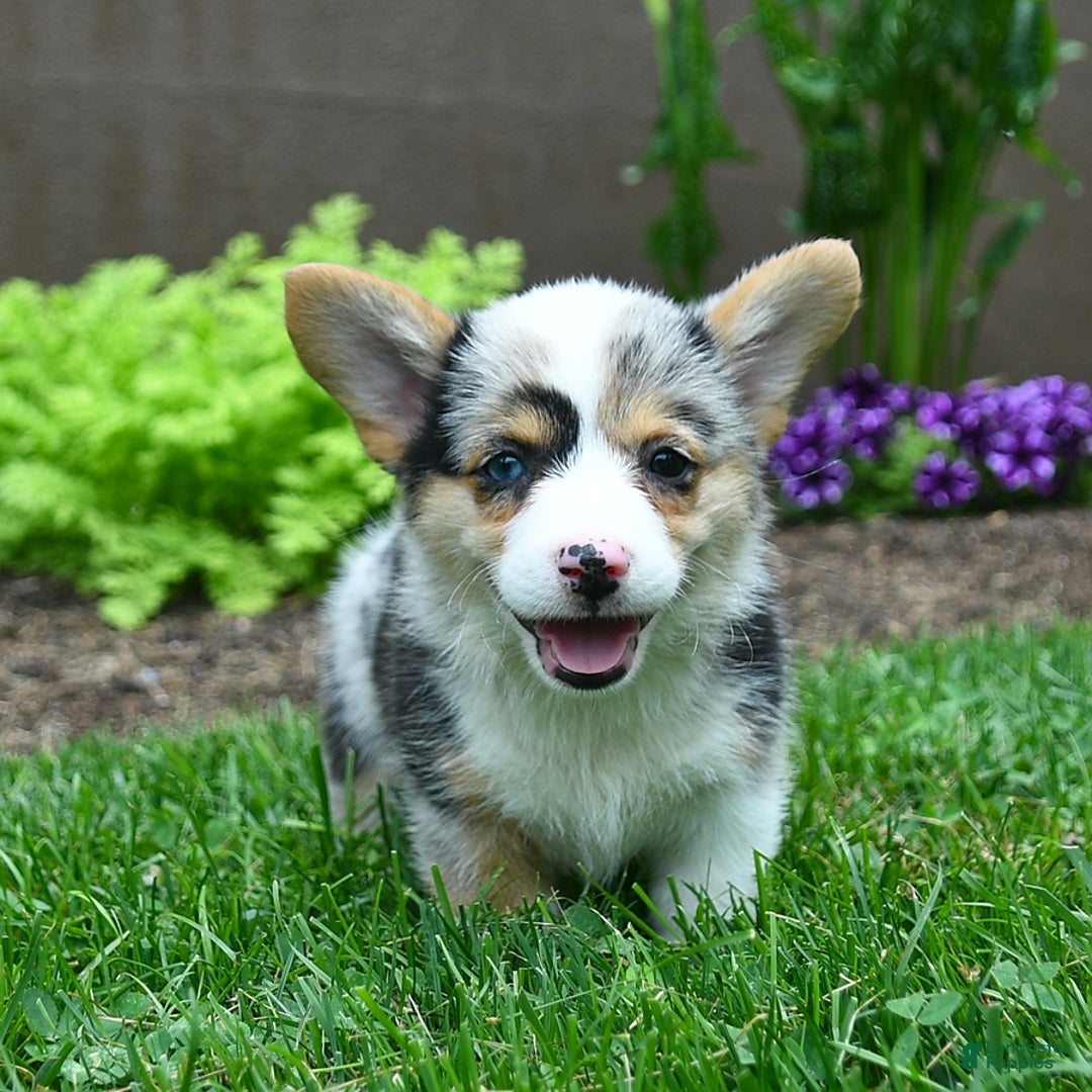Welsh Corgi Pembroke dogs for sale: Welsh Corgi (Pembroke) 5 puppies - Image 7