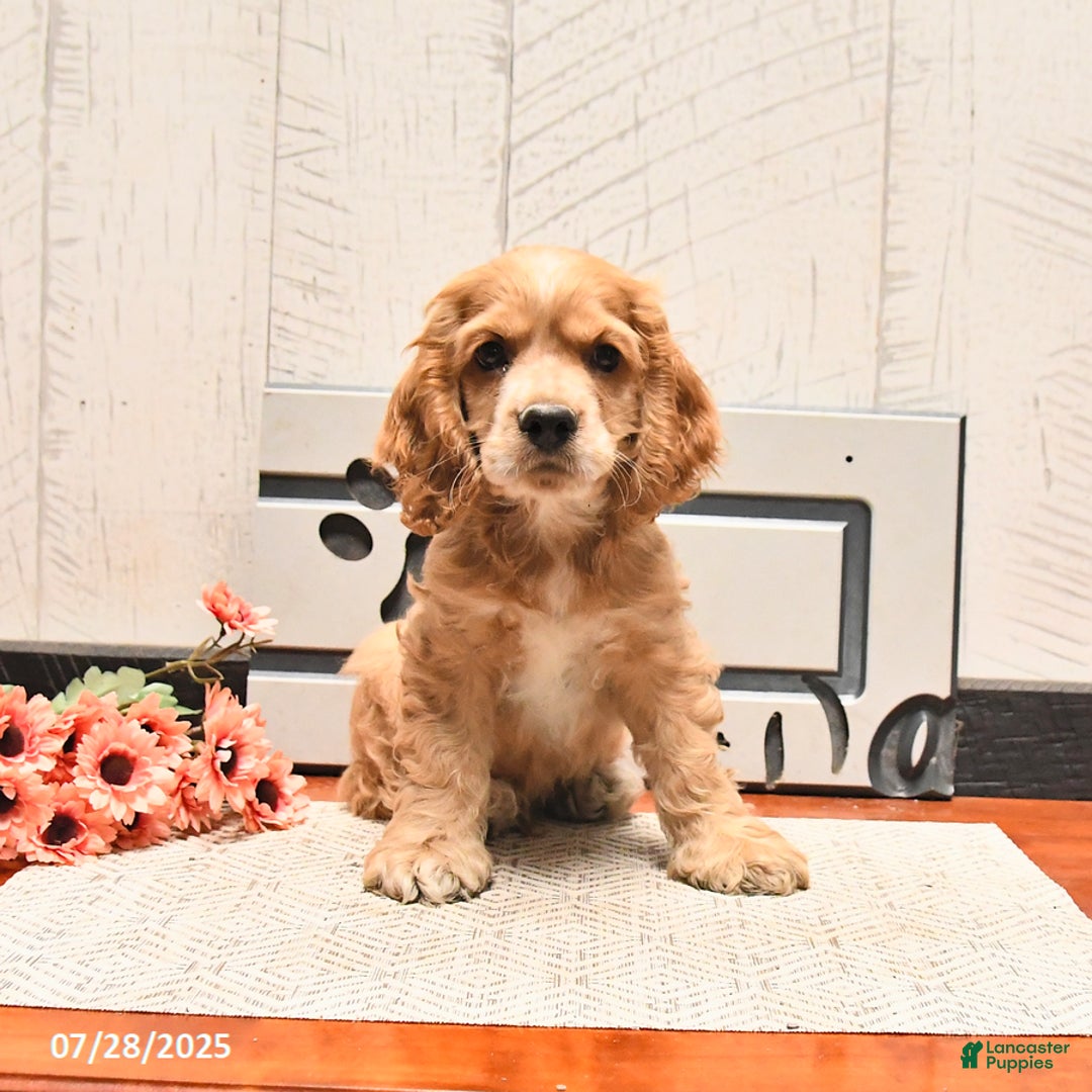 Cocker Spaniel dogs for sale: Caramel - Image 1