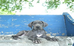 Great Dane dogs for sale: Lenore - Image 7