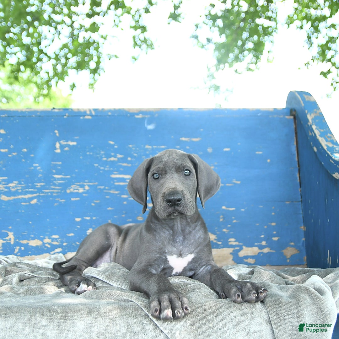 Great Dane dogs for sale: Lenore - Image 7