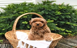 Cavapoo dogs for sale: Benji - Image 5