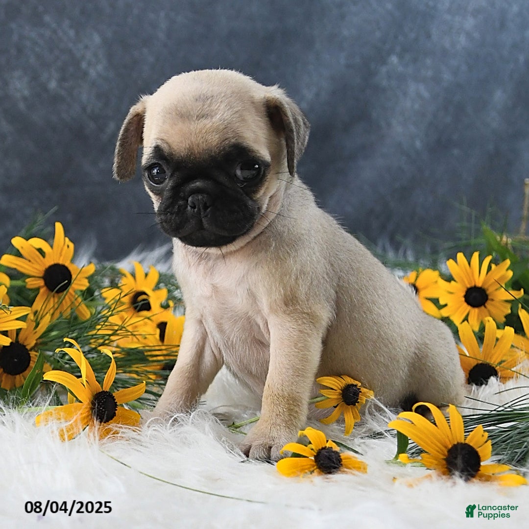 Pug dogs for sale: Taylor - Image 3